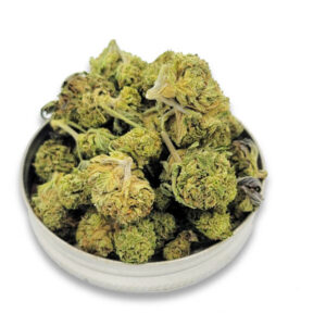 Hollywood Ghost Indica | Budget AA
